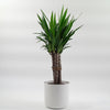 Large Yucca Plant
