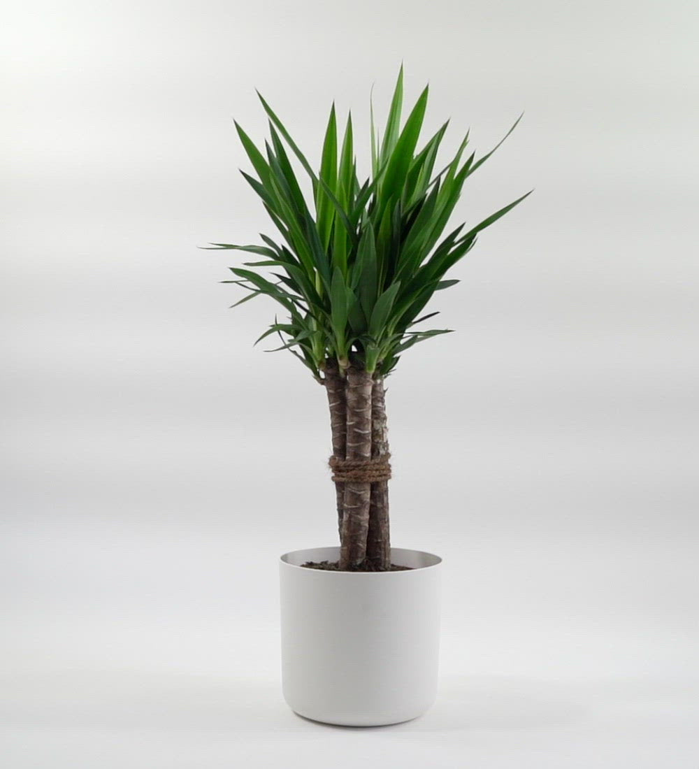 Large Yucca Plant