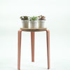 Nerve Plant trio & Pots