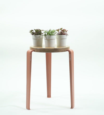 Nerve Plant trio & Pots