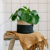 Chinese Money Plant