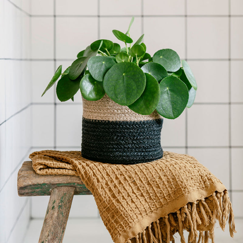 Chinese Money Plant