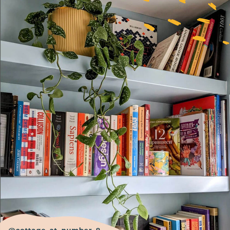 Hanging Satin Pothos