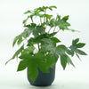 Fatsia Japonica