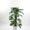 Swiss Cheese Plant
