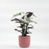 Calathea Whitestar