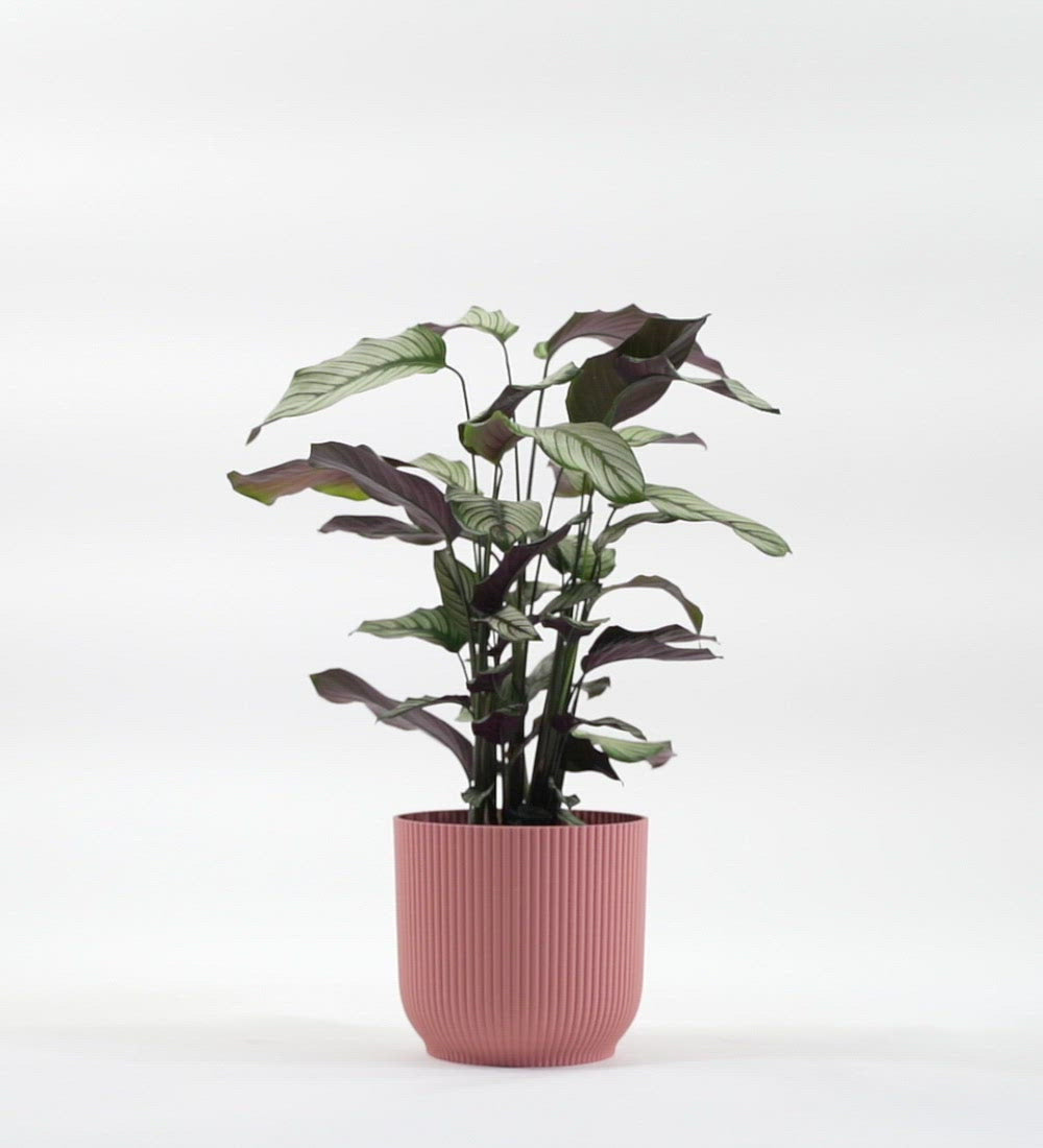 Calathea Whitestar