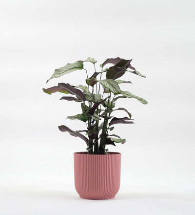 Calathea Whitestar
