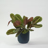 Prayer Plant & Pot