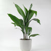 Aspidistra