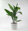 Aspidistra