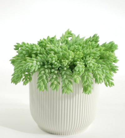 Hanging Sedum Burro's Tail