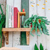 Hanging Sedum Burro's Tail