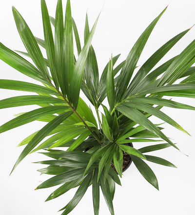 Kentia Palm