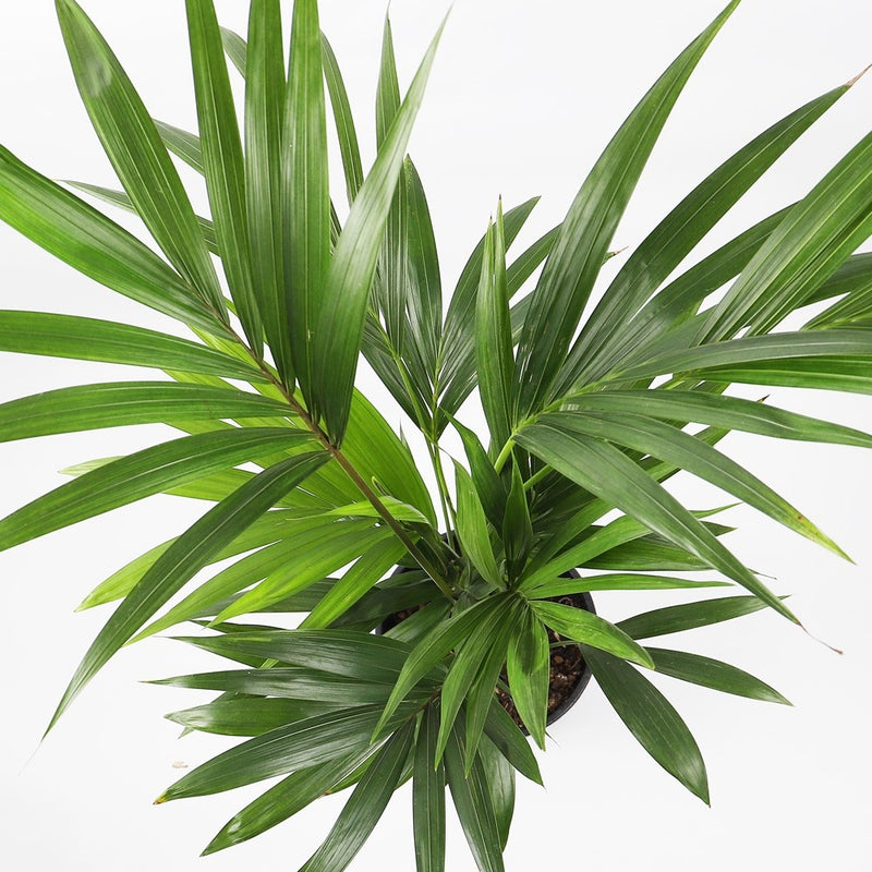 Large Kentia Palm