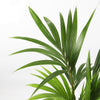 Large Kentia Palm