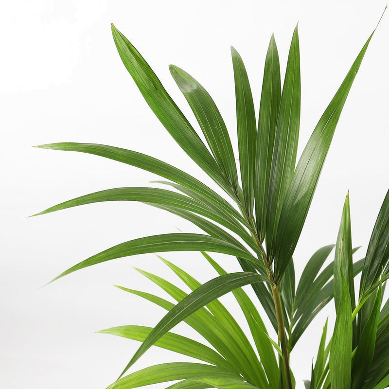 Large Kentia Palm