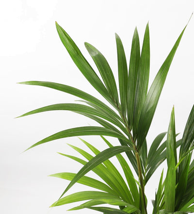 Large Kentia Palm