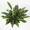 Calathea Rufibarba