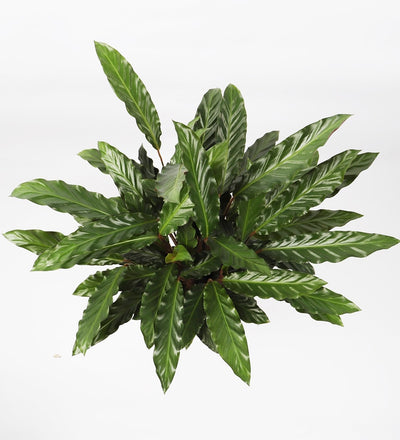 Calathea Rufibarba