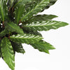 Calathea Rufibarba