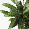 Calathea Rufibarba