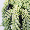 Hanging Sedum Burro's Tail
