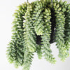 Hanging Sedum Burro's Tail