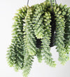 Hanging Sedum Burro's Tail
