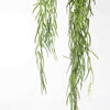 Hoya Linearis