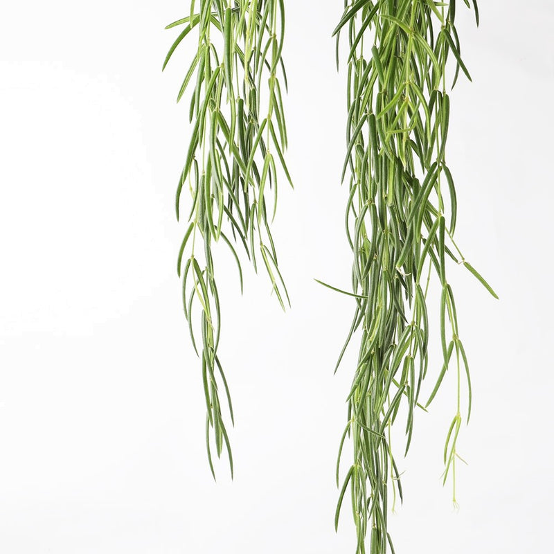 Hoya Linearis