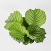 Calathea Orbifolia