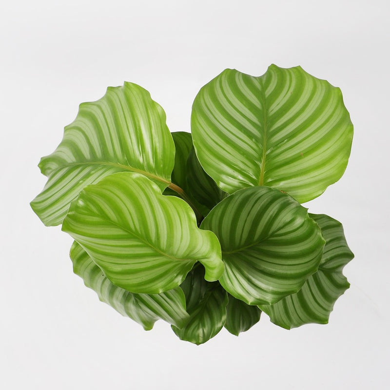 Calathea Orbifolia