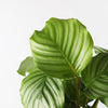 Calathea Orbifolia