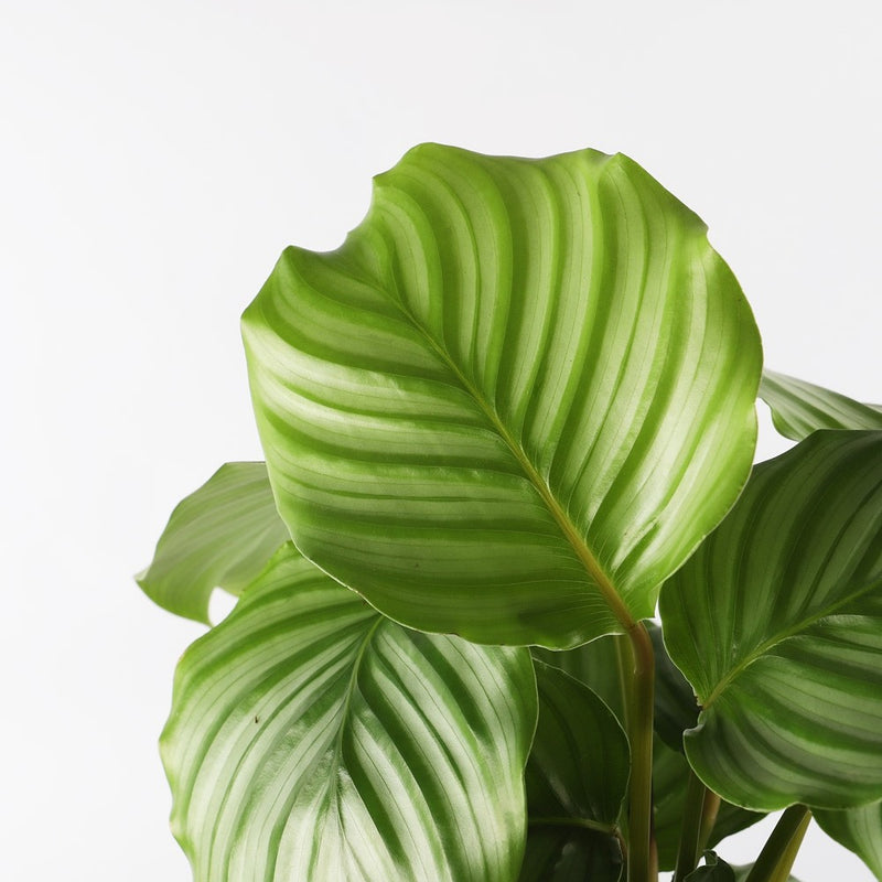 Calathea Orbifolia