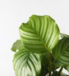 Calathea Orbifolia