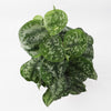 Satin Pothos