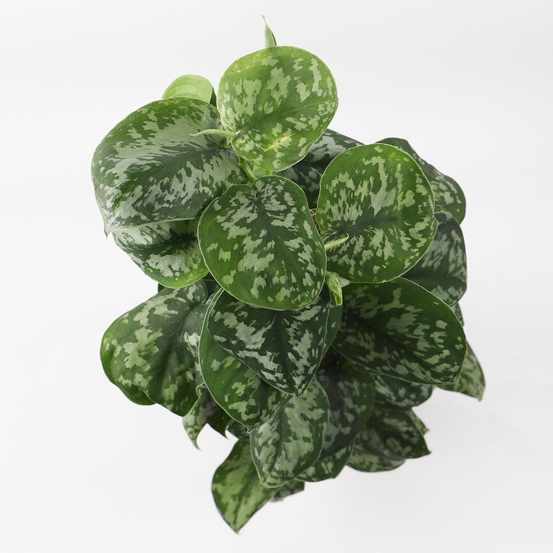 Satin Pothos