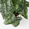 Satin Pothos