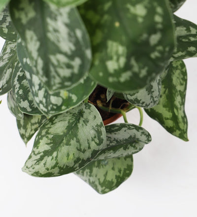 Satin Pothos