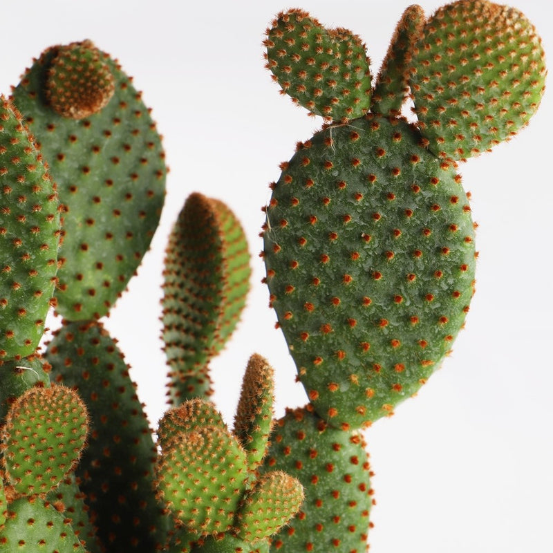 Bunny Ear Cactus