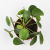 Chinese Money Plant
