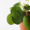 Chinese Money Plant