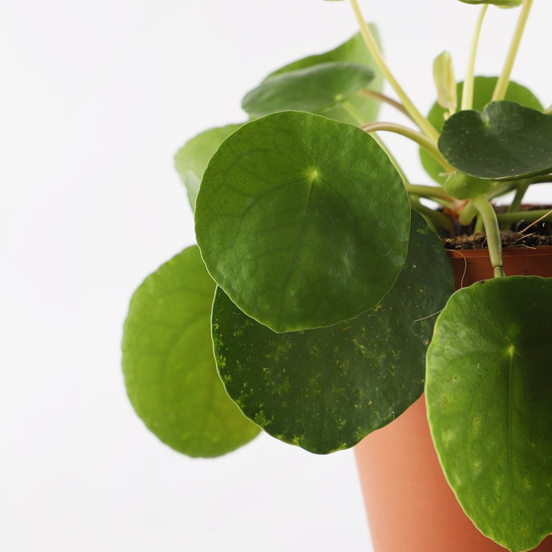 Chinese Money Plant