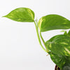 Devil's Ivy