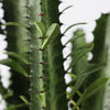 Large Euphorbia Trigona Cactus