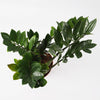 Large ZZ Plant