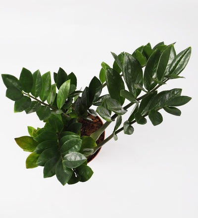 Large ZZ Plant