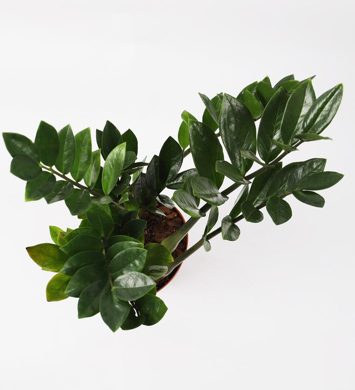 Large ZZ Plant