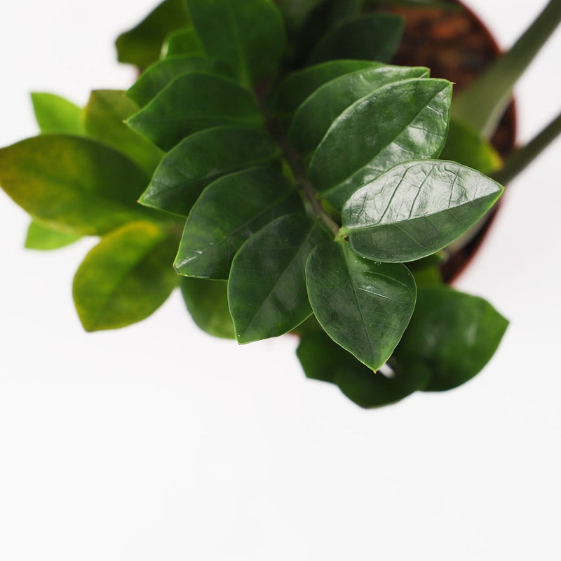 ZZ Plant